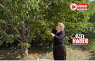 Kiraz üreticisi fiyattan dertli!