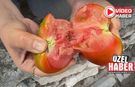 Niğde'nin meşhur Sazlıca Domatesinde hasat başladı!