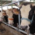 Çiftçilerin beklediği ödemeler hesaplara geçti