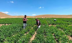 Niğde'de yeni patates çeşitleri için saha mesaisi sürüyor