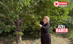 Kiraz üreticisi fiyattan dertli!