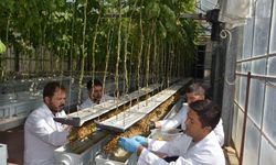 Patates Araştırma Enstitüsü'nden topraksız üretimde büyük başarı
