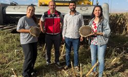 Niğde’de çerezlik ayçiçeği hasadı başladı