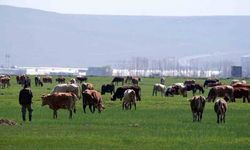 Tarımsal üretimde destek tutarları artırıldı