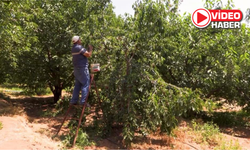 Niğde'de kapalı sistem sulama bereketi
