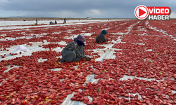 Niğde’de üretiliyor, dünyaya gönderiliyor
