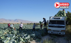 Niğde’de beyaz lahana hasadı başladı