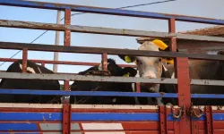 Niğde’de hayvan sahiplerini ilgilendiren değişiklik! Artık böyle olacak