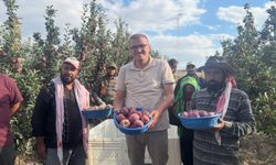 Bor'da altın sarısı elmalarda hasat mesaisi