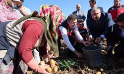 Niğde’de yerli patates çeşitlerinin hasadı yapıldı