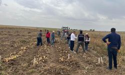 Patates Araştırma Enstitüsü’nden Konya’da hasat çalışması