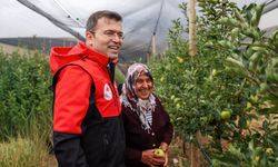 Vali Nedim Akmeşe elma hasadına katıldı