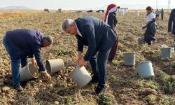 Uzkurt, Karaatlı’da patates hasadına katıldı