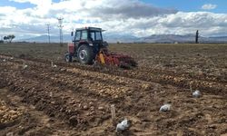 Patates Araştırma Enstitüsü’nden Patates Altın Kist Nematoduna karşı yerli ve milli hamle