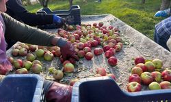 Niğde’de elma emeğinin karşılığı sadece 3 lira!