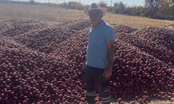 Niğde’de elma üreticisi bahçesini söküyor