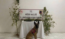 Niğde’de 350 gram kubar esrar ve kenevir bitkisi ele geçirildi