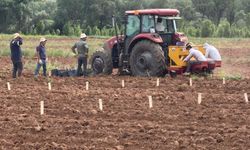 Patates Islah Çalışmalarında Önemli Adım: Kayseri'de Deneme Dikimleri Tamamlandı