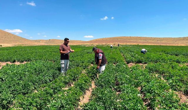 Niğde'de yeni patates çeşitleri için saha mesaisi sürüyor