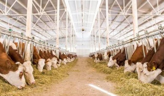 Çiftçilere büyük müjde! Milyonlarca liralık ödeme hesaplara geçiyor