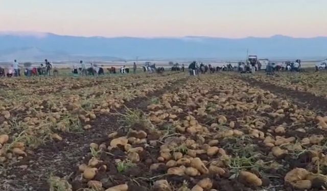 Yerli ve Milli Patates Çeşidi "Nahita" Rekor Verimle Hasat Edildi