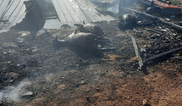 Çukurkuyu'da alevler çiftliği sardı
