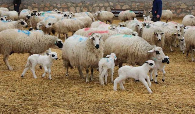 Mavi Dil Hastalığı Nedir, Nasıl Bulaşır? Belirtileri ve Korunma Yolları
