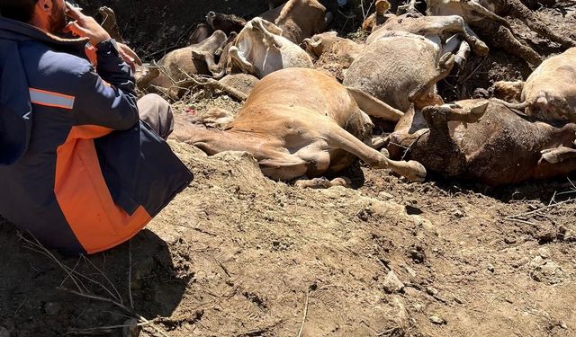 Dereye giren sürüden acı haber