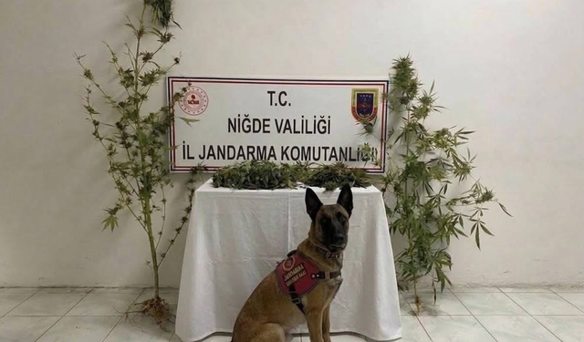 Niğde’de 350 gram kubar esrar ve kenevir bitkisi ele geçirildi