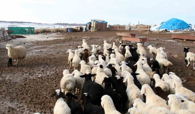Bu şartı yerine getirmeyen yetiştirici destek alamayacak