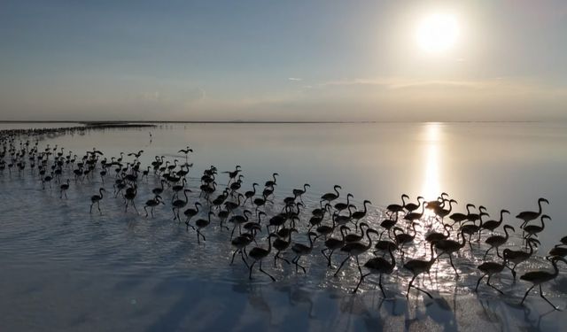 Kuraklık çanları çalıyor, Flamingolar artık gelmiyor