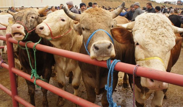 Kurban alacaklar bu uyarılara kulak verin!