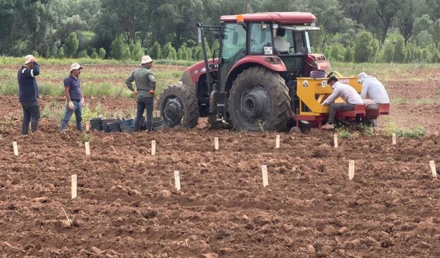 Patates Islah Çalışmalarında Önemli Adım: Kayseri'de Deneme Dikimleri Tamamlandı