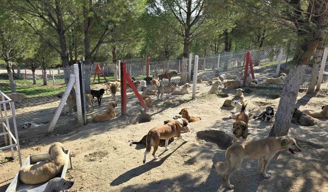 Sahipsiz hayvanların yüzde 80’i toplandı 