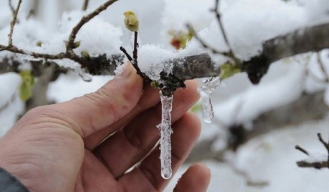 Üreticilere kritik zirai don uyarısı!