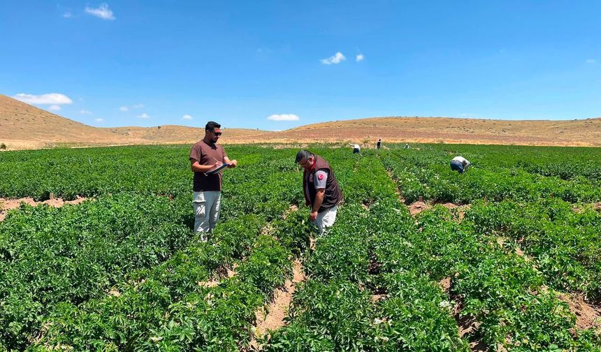 Niğde'de yeni patates çeşitleri için saha mesaisi sürüyor