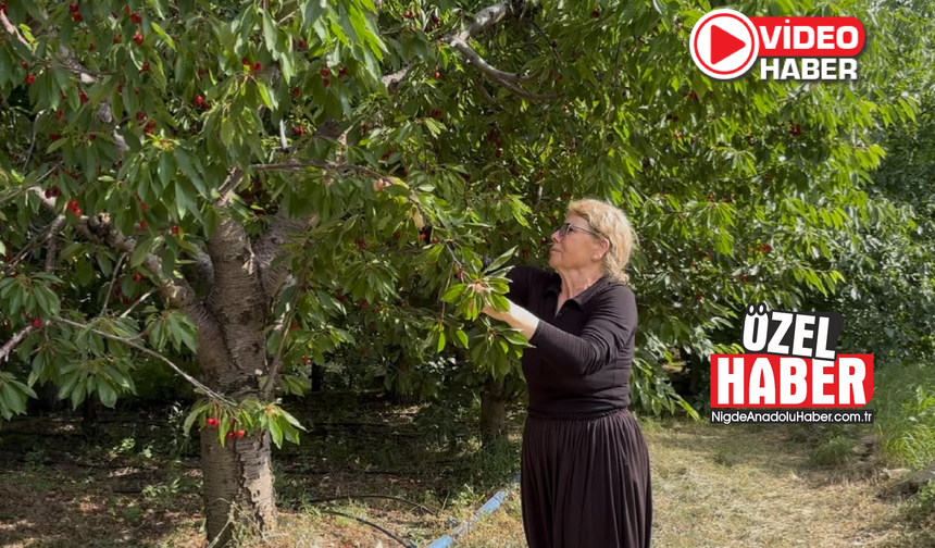 Kiraz üreticisi fiyattan dertli!