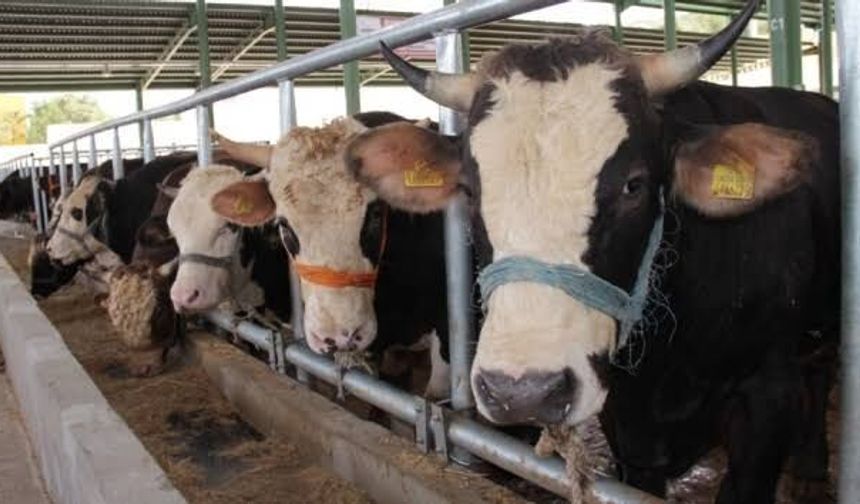 Çiftçilerin beklediği ödemeler hesaplara geçti