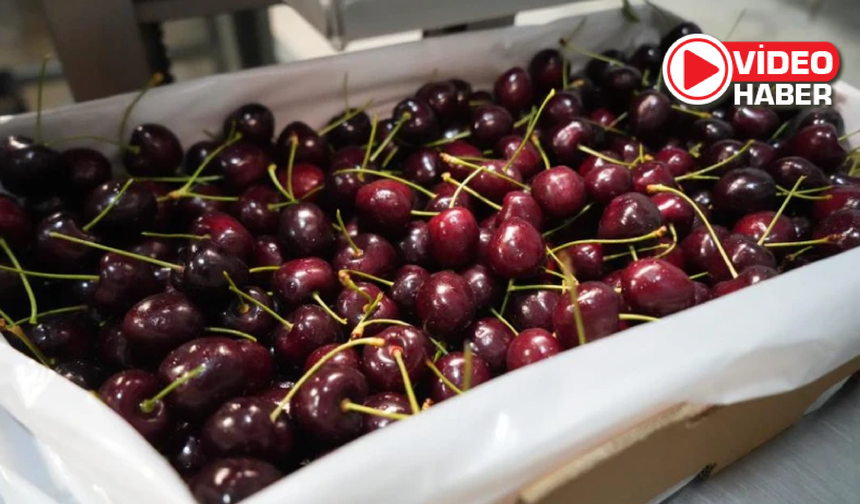 Niğde kirazı dünya pazarlarında ihracat rekoruna koşuyor