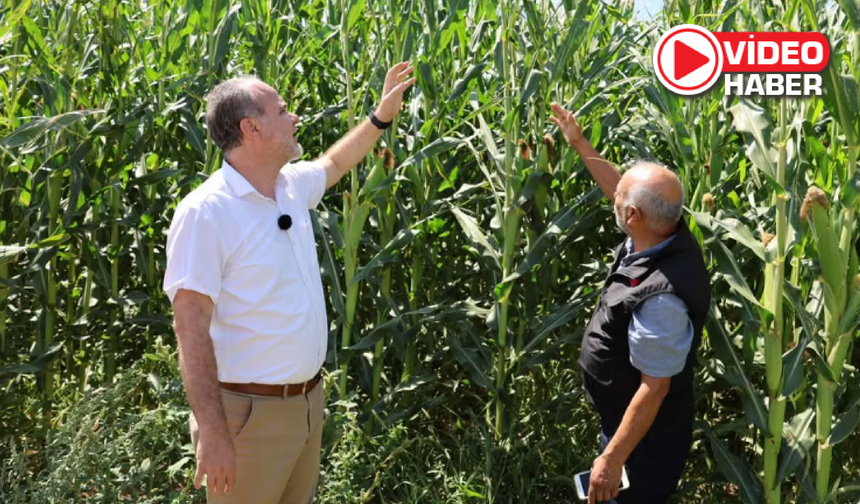 NÖHÜ’de silajlık mısırda verim iki katına çıkarıldı