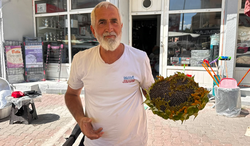 Sazlıca çekirdeği tezgahları süslemeye başladı