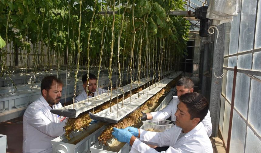 Patates Araştırma Enstitüsü'nden topraksız üretimde büyük başarı