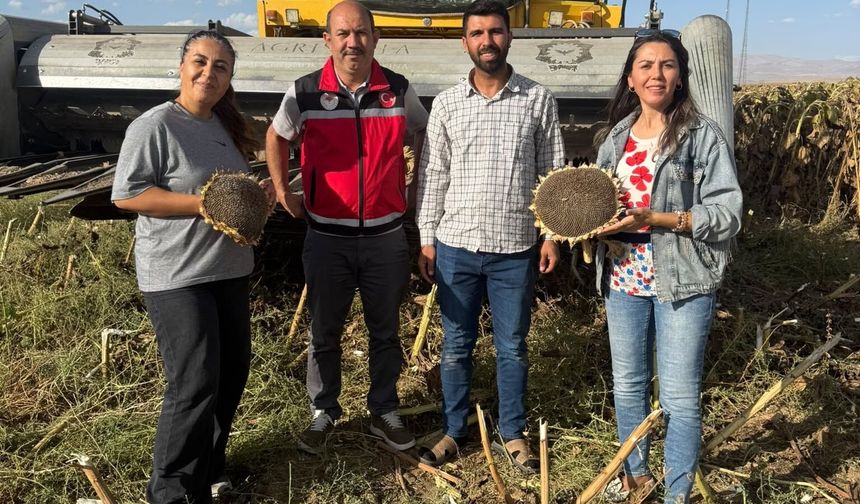 Niğde’de çerezlik ayçiçeği hasadı başladı