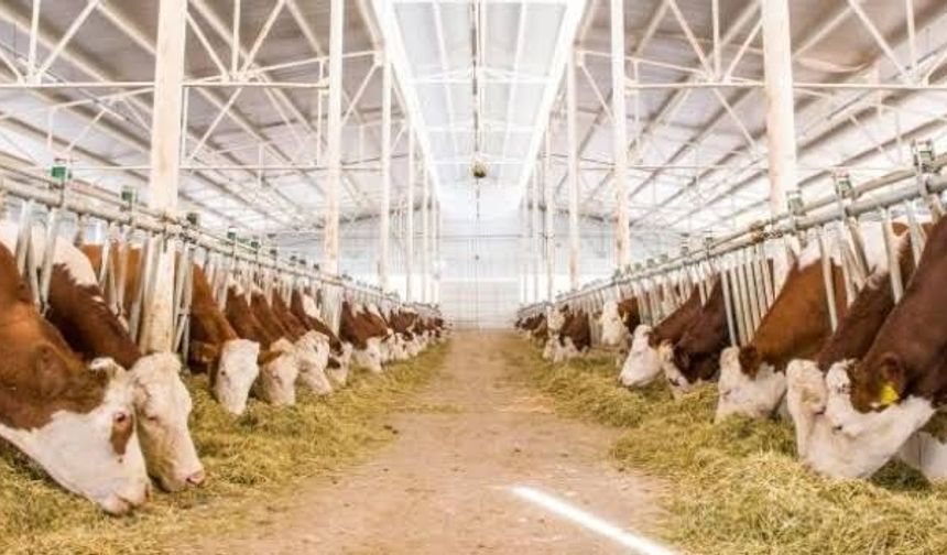 Büyükbaş hayvancılıkta destek tutarları artırıldı
