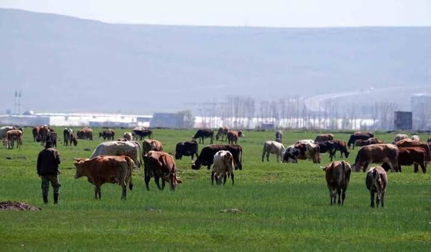 Tarımsal üretimde destek tutarları artırıldı