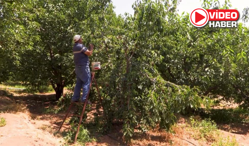 Niğde'de kapalı sistem sulama bereketi