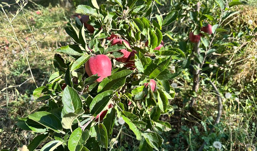 Niğde'de yaz elması lezzetiyle ilgi görüyor