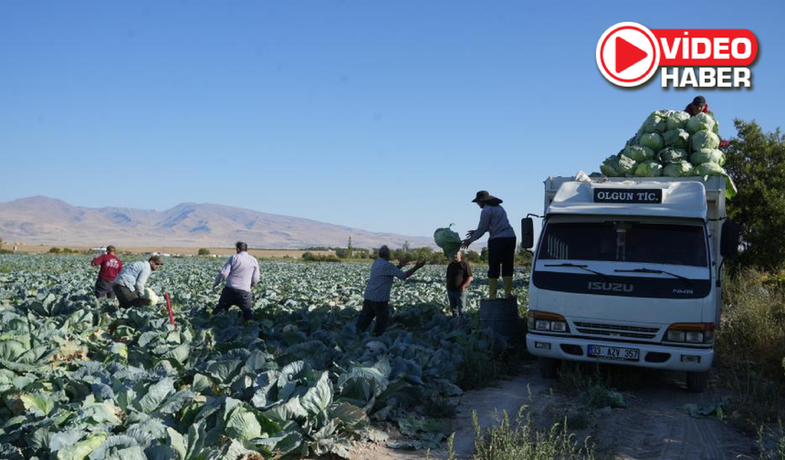 Niğde’de beyaz lahana hasadı başladı