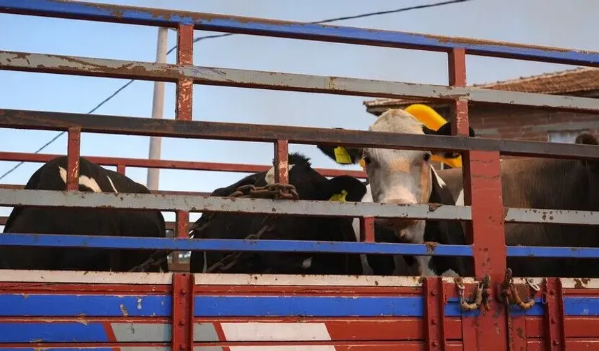 Niğde’de hayvan sahiplerini ilgilendiren değişiklik! Artık böyle olacak