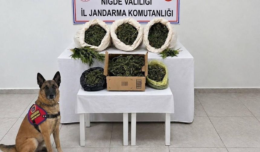 Niğde’de 10 kilo esrar ve 44 kök kenevir ele geçirildi